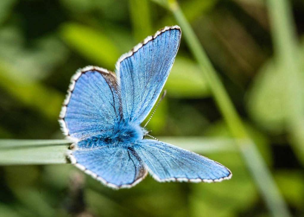 découvrez l'importance de la biodiversité pour notre planète. explorez les différentes espèces, leurs habitats et les actions nécessaires pour préserver l'équilibre écologique. apprenez comment protéger la diversité biologique et contribuer à un avenir durable.