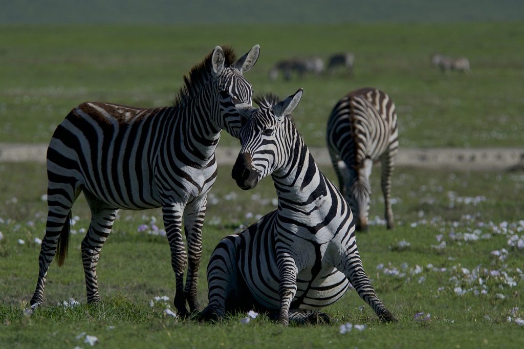 découvrez l'écosystème fascinant qui régit notre planète, ses interconnexions et l'importance de la biodiversité. plongez dans l'étude des relations entre les êtres vivants et leur environnement, et apprenez comment préserver notre précieuse biodiversité pour un avenir durable.