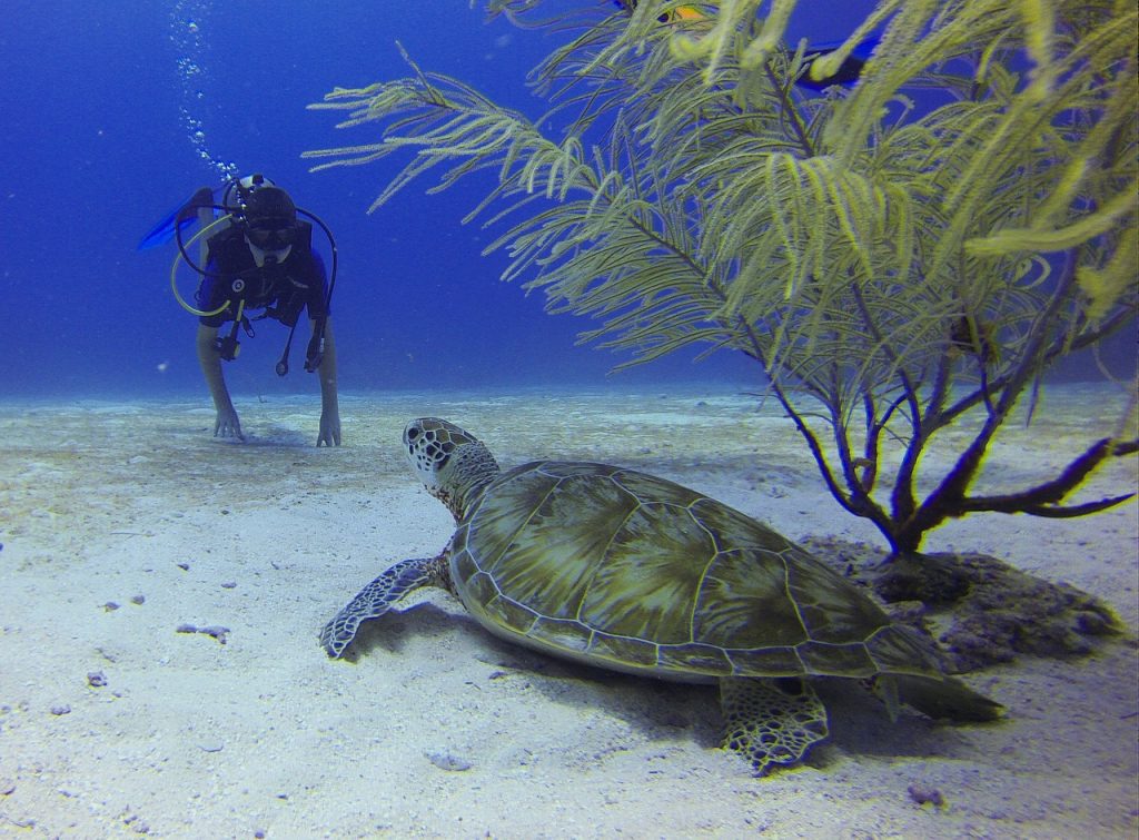 découvrez les merveilles sous-marines avec nos aventures de plongée sous-marine. explorez des récifs coralliens colorés, nagez aux côtés de poissons exotiques et vivez une expérience inoubliable dans les profondeurs de l'océan.
