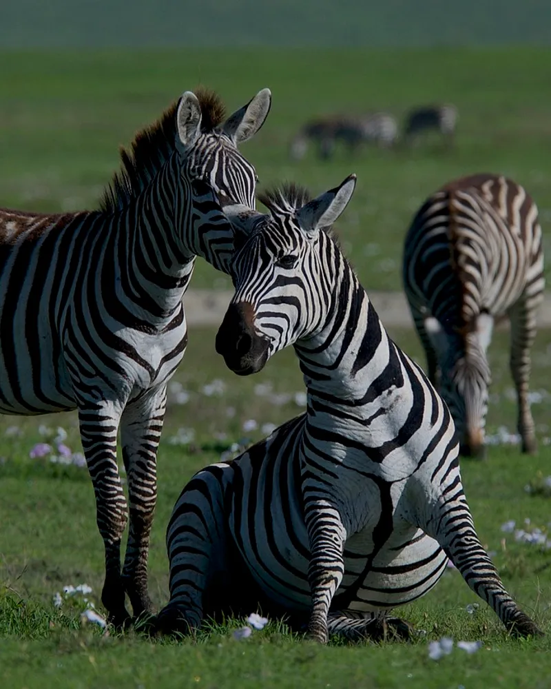 L'écosystème fascinant des étangs : importance et biodiversité