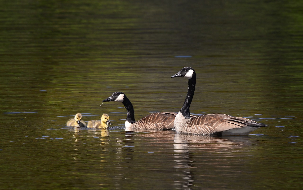 découvrez l'importance de la biodiversité pour notre planète. explorez les différentes formes de vie, leur rôle dans l'écosystème, et comment nous pouvons protéger cette richesse naturelle essentielle à notre survie.
