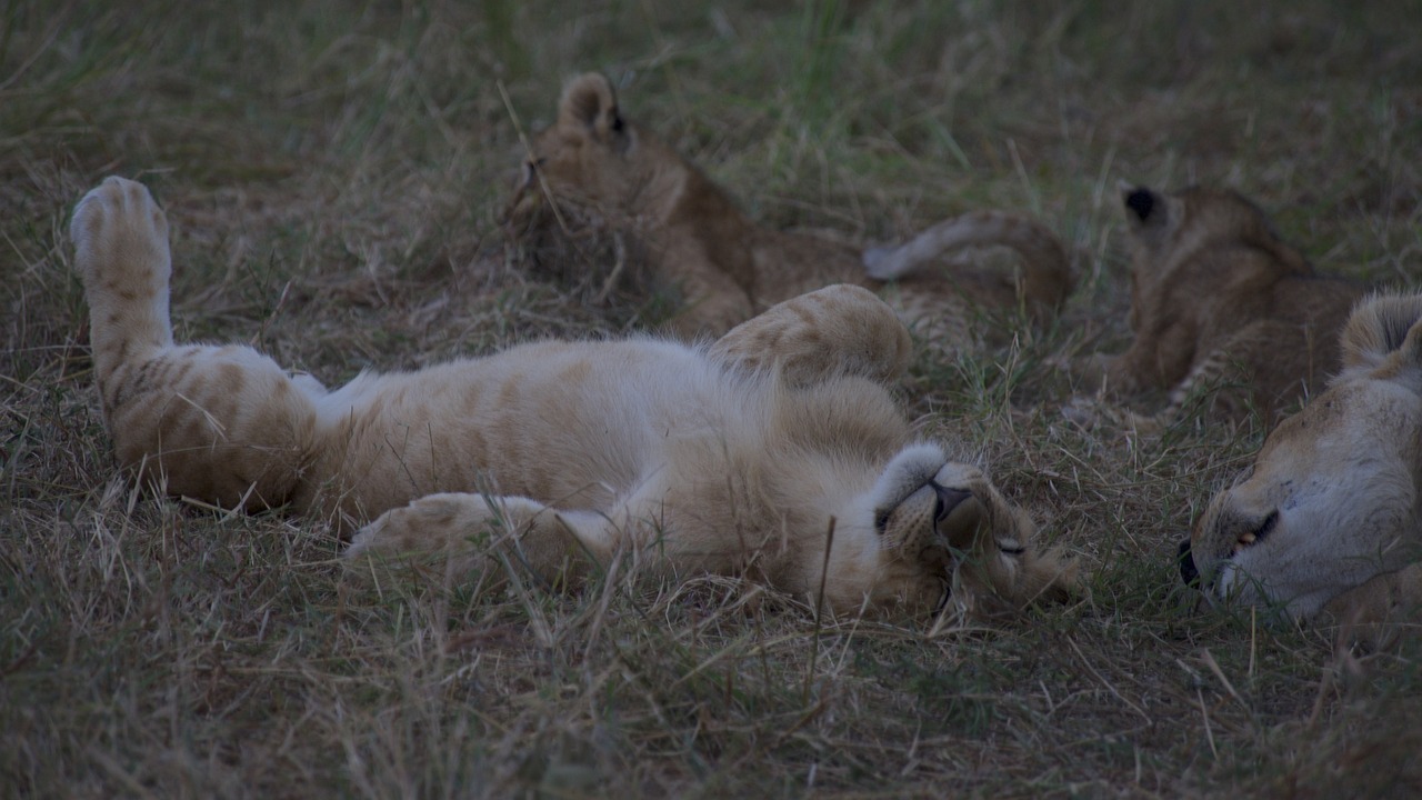 découvrez l'écotourisme, une forme de voyage qui allie aventure et respect de l'environnement. explorez des destinations durables, soutenez les communautés locales et préservez la biodiversité tout en profitant de la nature. rejoignez le mouvement vers un tourisme responsable et conscient.